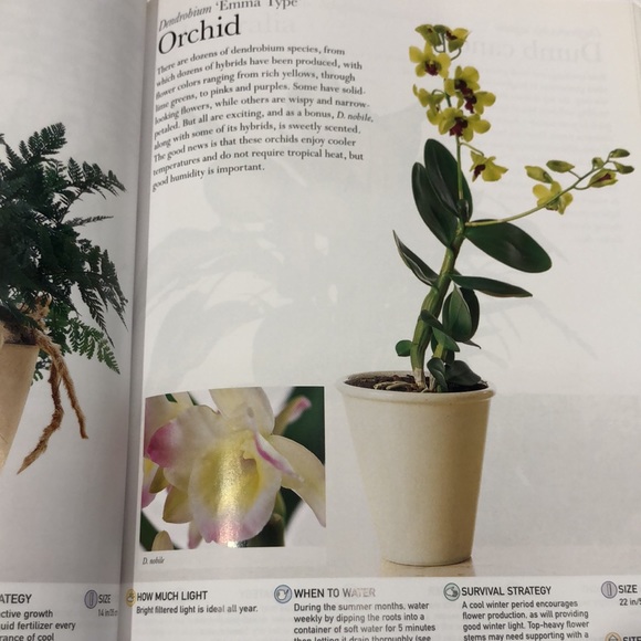 House plants book by Paul Williams - Picture 7 of 12